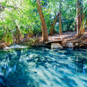 Crystal Clear Spring Surrounded by Dense Forest