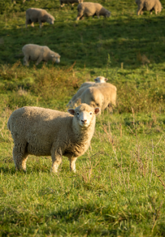 Sheep in a grassy field at golden hour