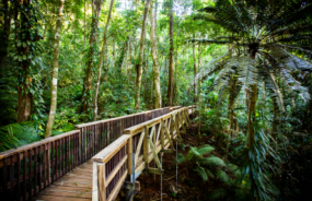 Daintree Rainforest