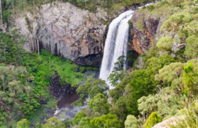 Dorrigo National Park