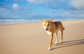 Fraser Island