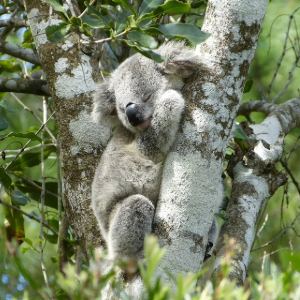 Adorable koala sleeping soundly in a tree.