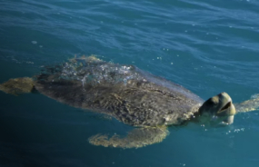 Turtle