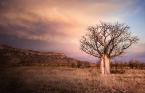 Tree in outback