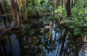 Zebedee Springs