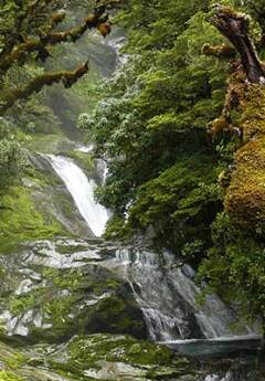 A waterfall on the stunning Milford Track