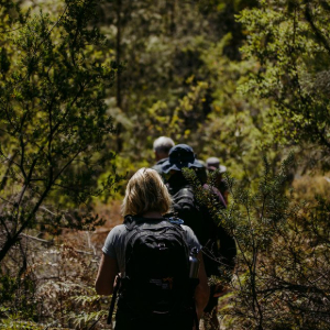 Hikers disappear into a lush, green, sun-dappled forest path.