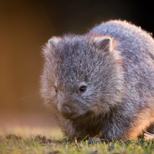 A cute wombat in golden light, foraging on grass.