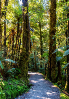 Hiking trail winding through a lush, green New Zealand rainforest.