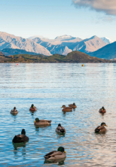 Ducks swim on Lake Wanaka with snow-capped mountains in the background.