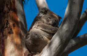 Koala