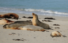 Seal Bay