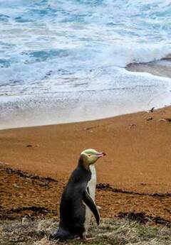 A yellow-eyed penguin on the shores of the Otago Peninsula