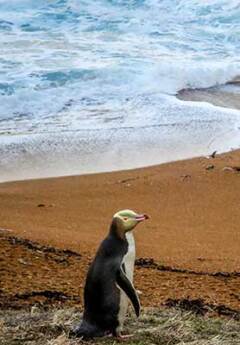 Yellow-eyed penguin, Dunedin, New Zealand