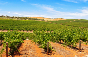 Clare Valley