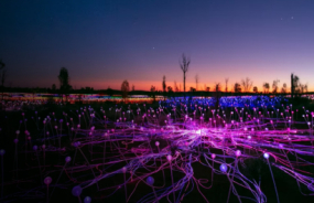 Field of Light