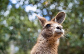 Kangaroo in the National Park