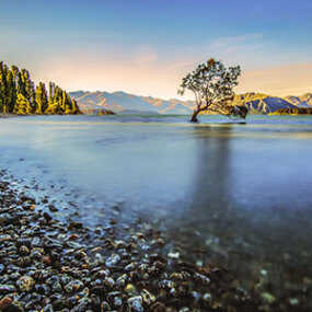 The famous Wanaka tree on Lake Wanaka