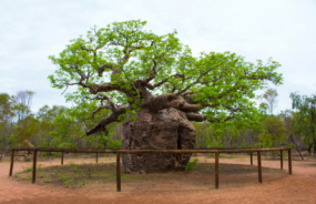 Boab Prison Tree