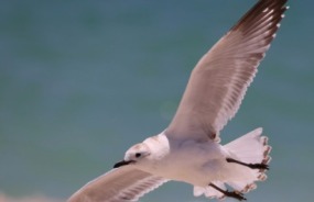 Seabird