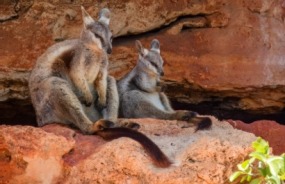 Nature walk wallabies