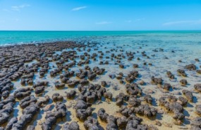 Coastal stromatolites