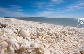 Shell Beach