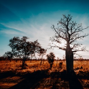 A large boab tree is silhouetted against a setting sun in the Aussie scrub.