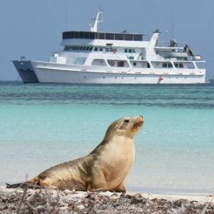 Sea lion laying on beach with boat in background.