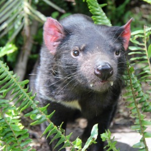 A Tasmanian devil with pink ears peers through green ferns.