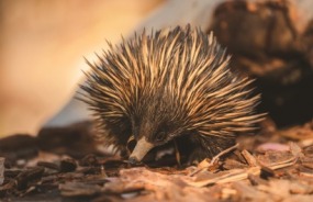 Echidna