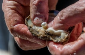 Willie Creek Pearl Farm