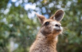 Aussie kangaroo