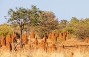 The Outback