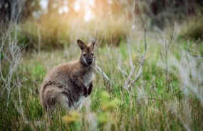 Aussie wallaby