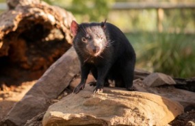 Tasmanian devil