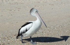 Monkey Mia pelican