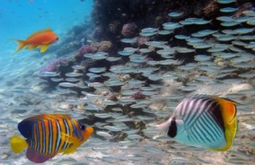 Coral reef fish