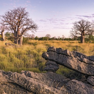 Boab trees stand in a grassy field with unique rock formations in the foreground.