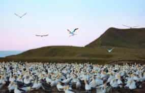 Gannet colony