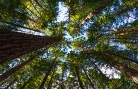 Rotorua redwood trees