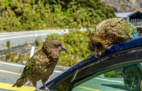 Kea in Fiordland National Park