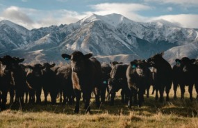 South Island cattle