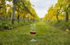 Marlborough vineyards