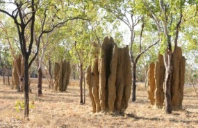 Outback termite mounds