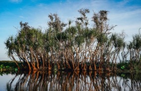 Yellow Water Billabong