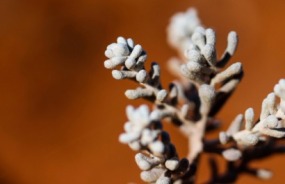 Desert plant