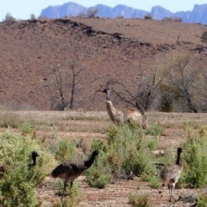 A small group of emus stands in a field.