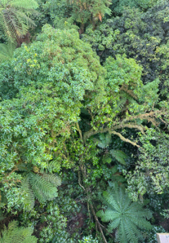 Ariel view of green lush forest