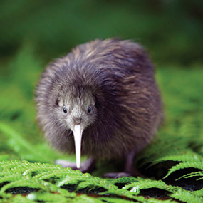 Kiwi